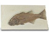 Uncommon Fish Fossil (Mioplosus) - Wyoming #313909-1